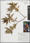 Foto von Salix lucida Muhl.